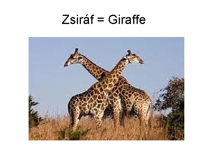 Zsiráf = Giraffe 