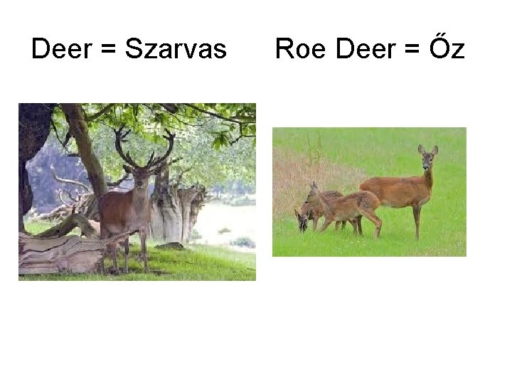 Deer = Szarvas Roe Deer = Őz 