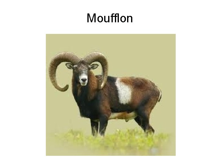 Moufflon 