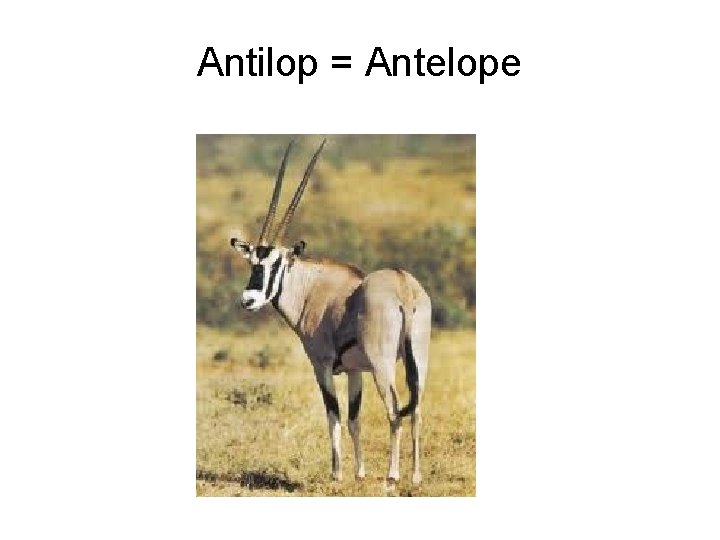 Antilop = Antelope 