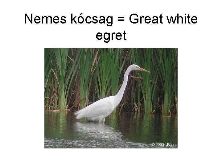 Nemes kócsag = Great white egret 