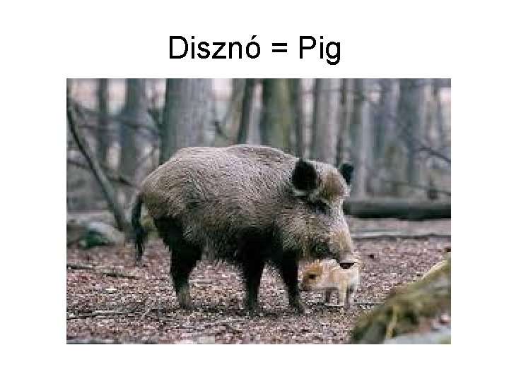 Disznó = Pig 