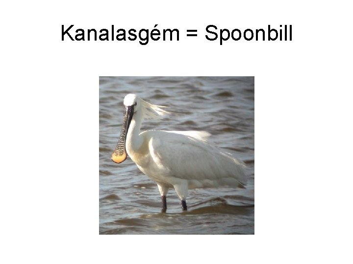 Kanalasgém = Spoonbill 