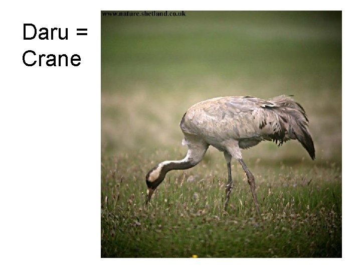 Daru = Crane 