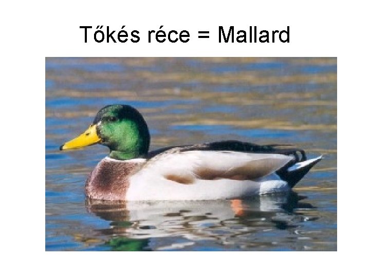 Tőkés réce = Mallard 