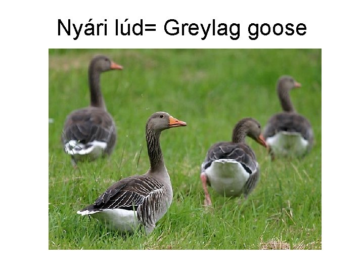 Nyári lúd= Greylag goose 