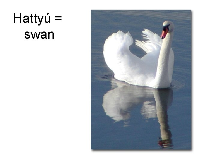 Hattyú = swan 