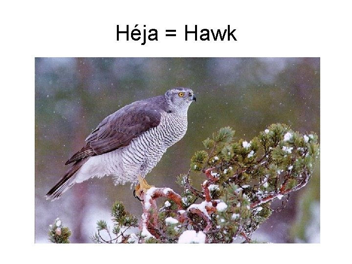 Héja = Hawk 