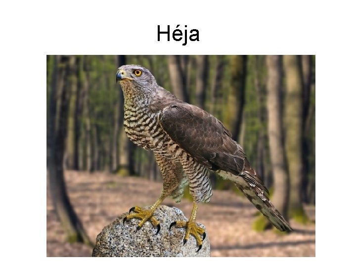 Héja 