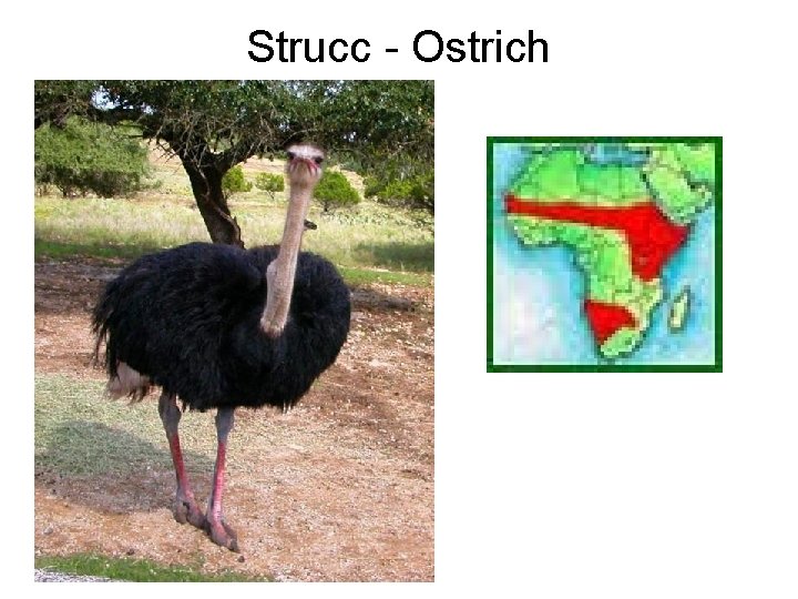 Strucc - Ostrich 