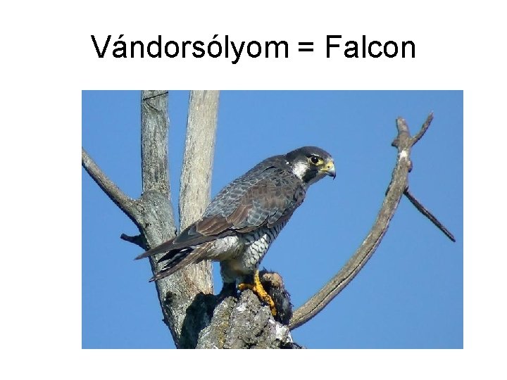 Vándorsólyom = Falcon 