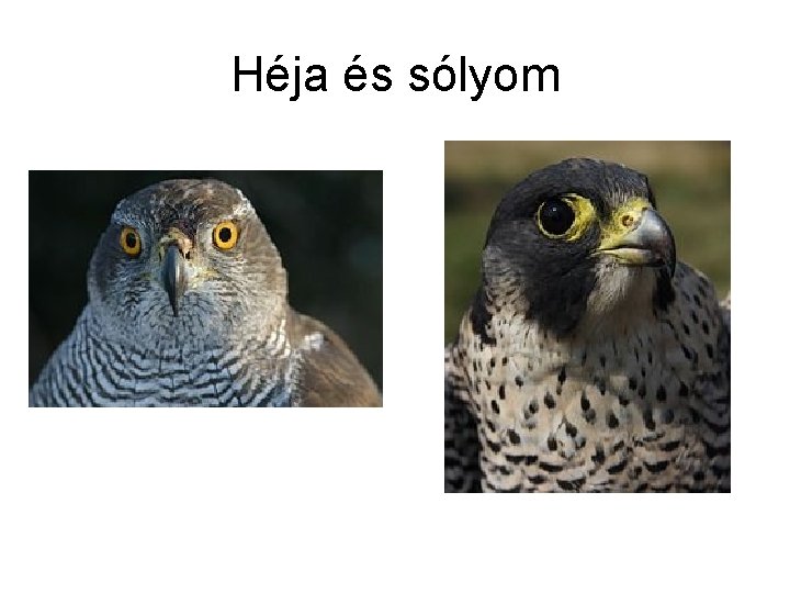 Héja és sólyom 