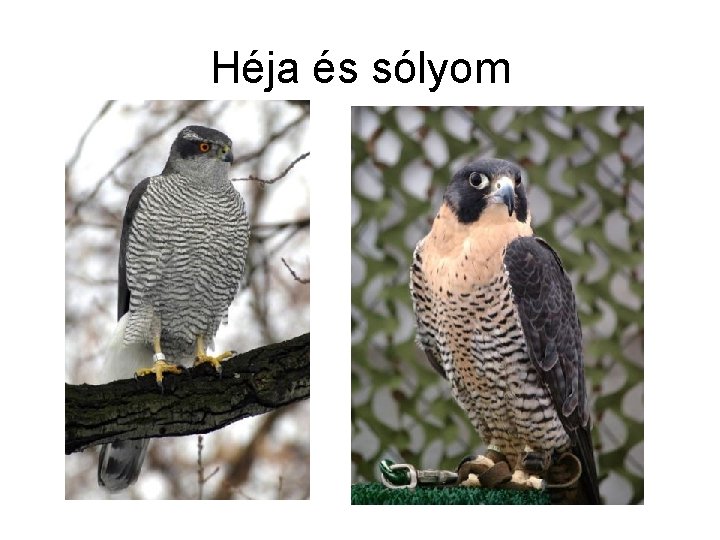 Héja és sólyom 