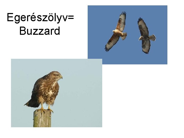 Egerészölyv= Buzzard 