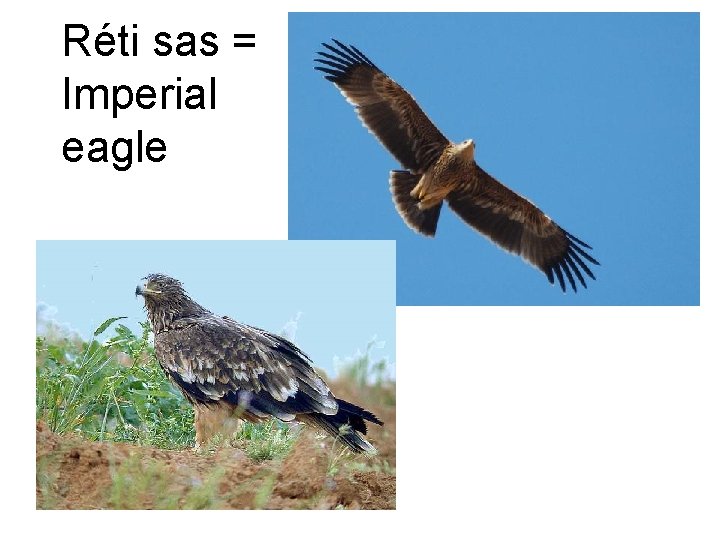 Réti sas = Imperial eagle 