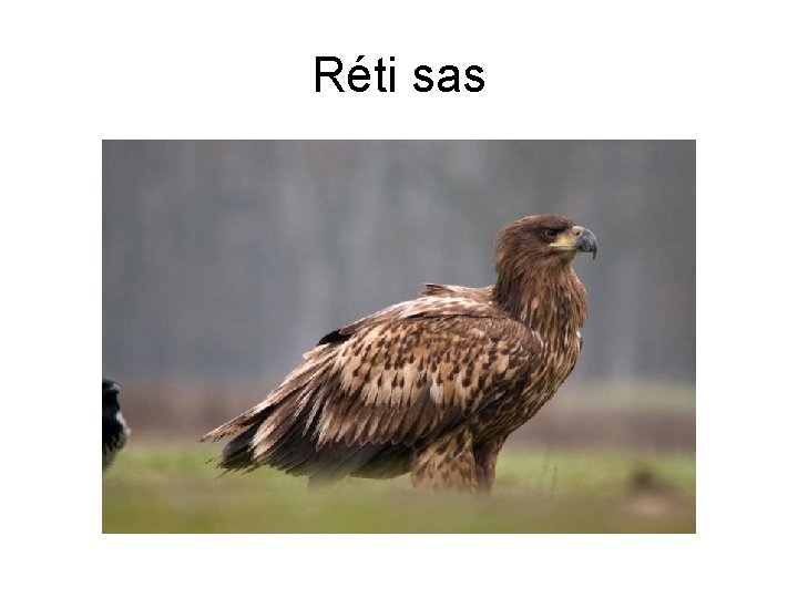 Réti sas 