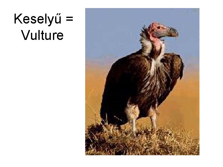 Keselyű = Vulture 