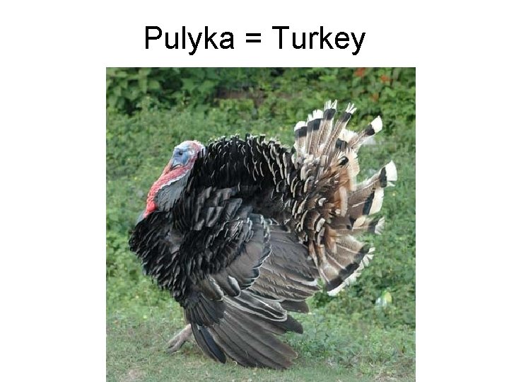 Pulyka = Turkey 