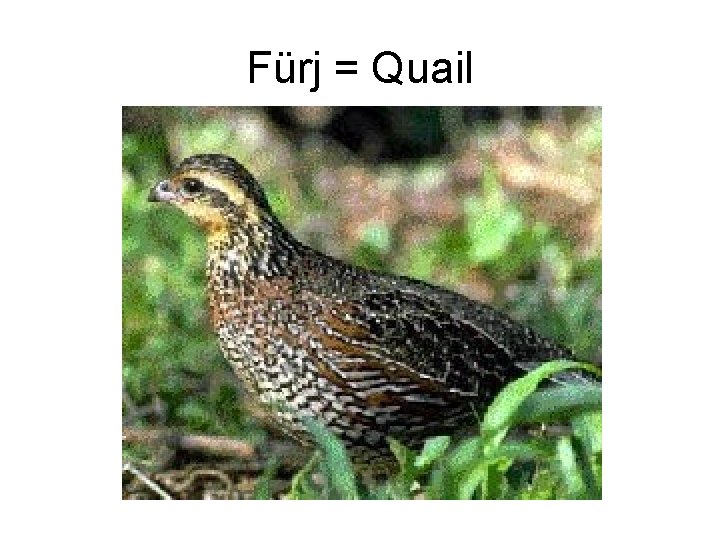 Fürj = Quail 