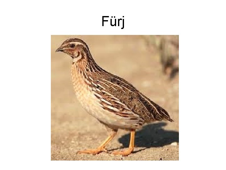 Fürj 