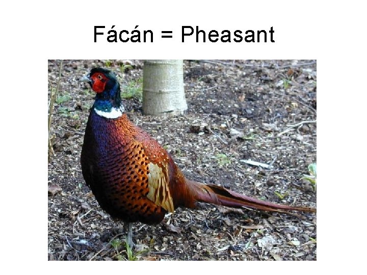 Fácán = Pheasant 