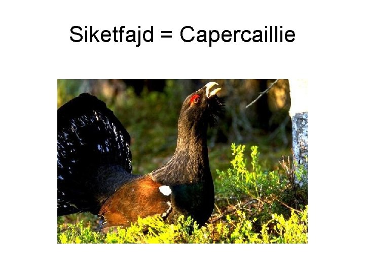 Siketfajd = Capercaillie 