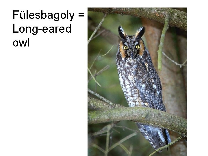 Fülesbagoly = Long-eared owl 