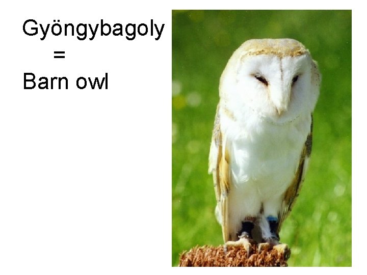 Gyöngybagoly = Barn owl 