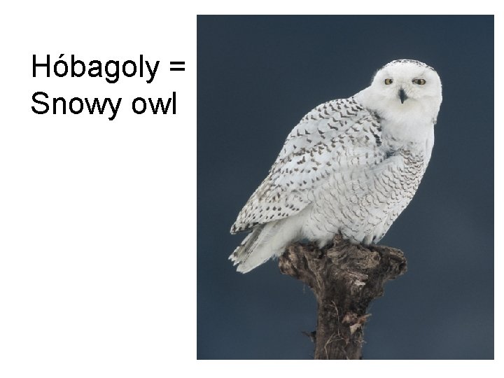 Hóbagoly = Snowy owl 