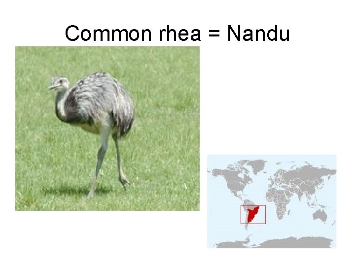 Common rhea = Nandu 