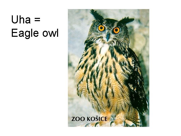 Uha = Eagle owl 