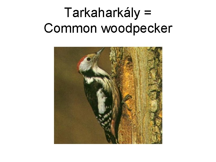 Tarkaharkály = Common woodpecker 