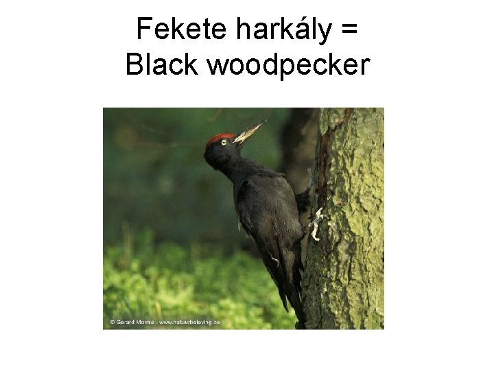 Fekete harkály = Black woodpecker 