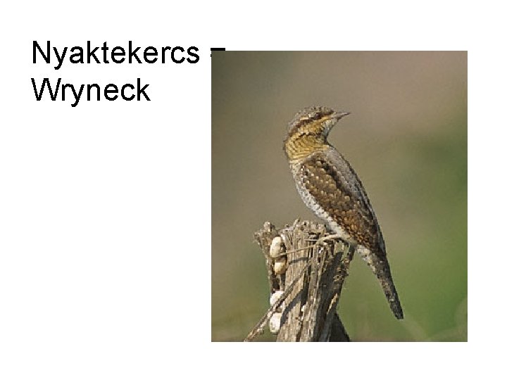 Nyaktekercs = Wryneck 