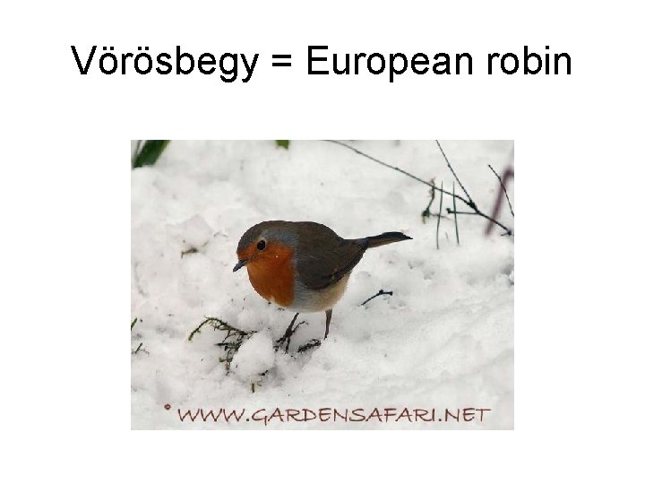 Vörösbegy = European robin 