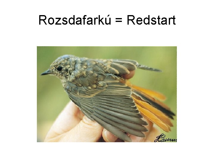 Rozsdafarkú = Redstart 