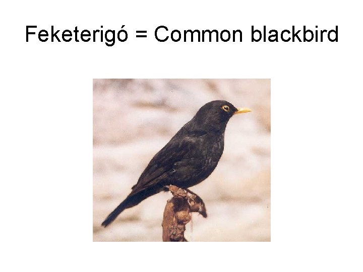 Feketerigó = Common blackbird 