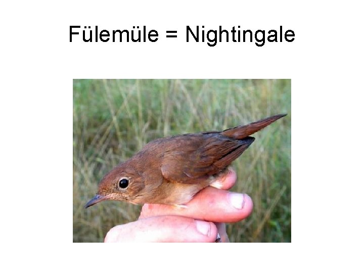 Fülemüle = Nightingale 