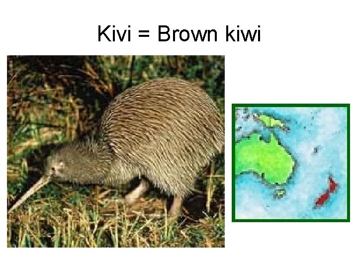 Kivi = Brown kiwi 