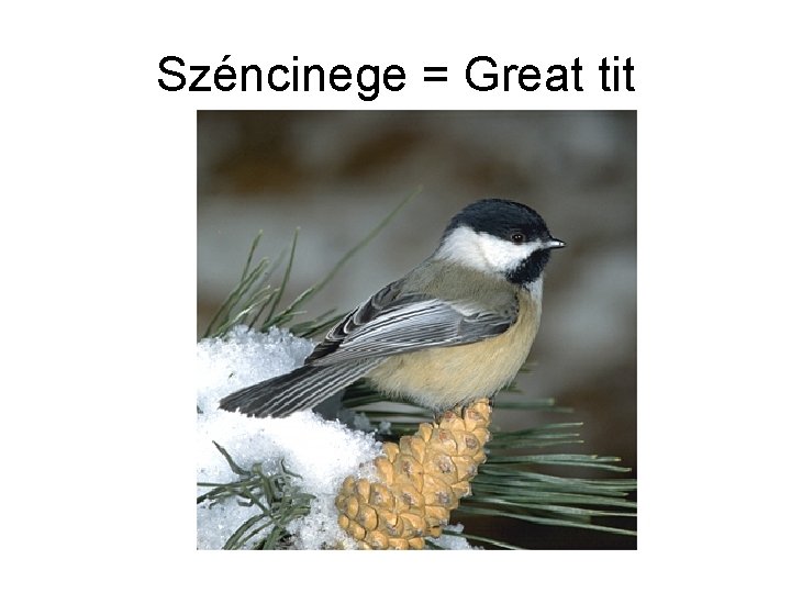 Széncinege = Great tit 