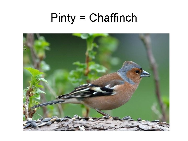 Pinty = Chaffinch 