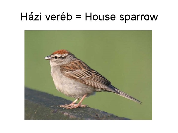 Házi veréb = House sparrow 