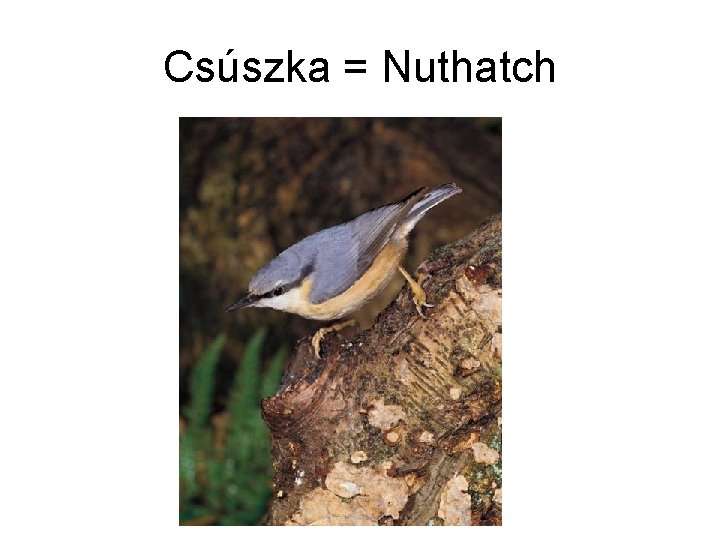 Csúszka = Nuthatch 