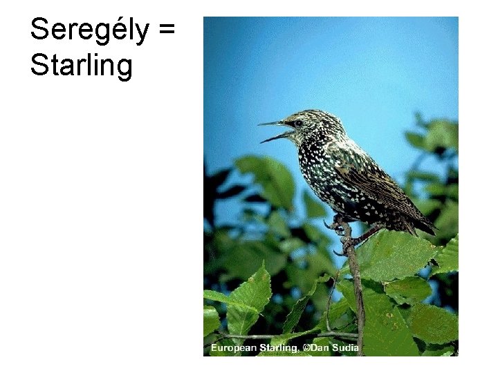 Seregély = Starling 