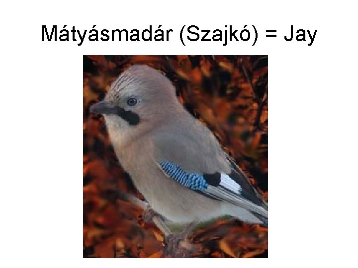 Mátyásmadár (Szajkó) = Jay 