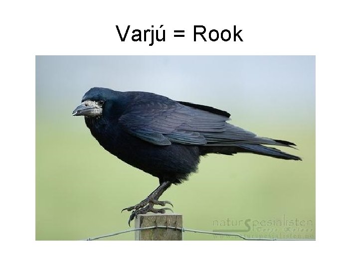 Varjú = Rook 