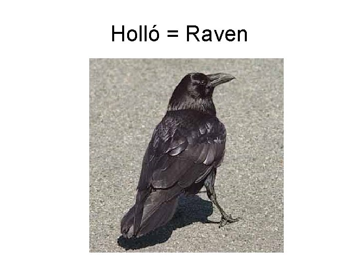 Holló = Raven 
