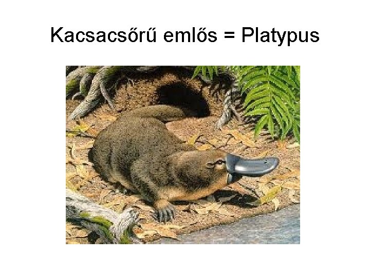 Kacsacsőrű emlős = Platypus 