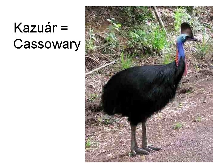 Kazuár = Cassowary 