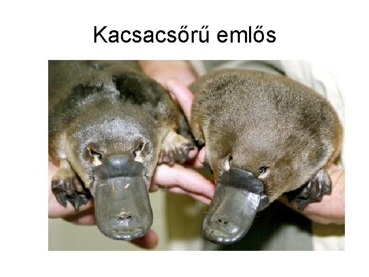 Kacsacsőrű emlős 